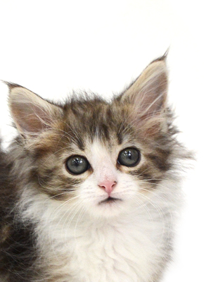 子猫,ペットショップ,動物プロダクション,ペットモデル,モデル猫,タレント猫,ノルウェージャンフォレストキャット