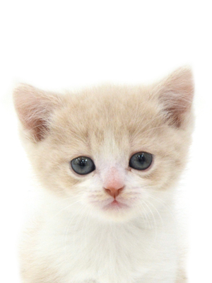 子猫,ペットショップ,動物プロダクション,ペットモデル,モデル猫,タレント猫,スコティッシュフォールド