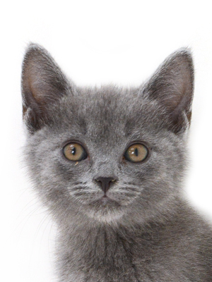 子猫,ペットショップ,キャットスタイル,動物プロダクション,ペットモデル,ペットタレント,モデル猫,タレント猫,シャルトリュー