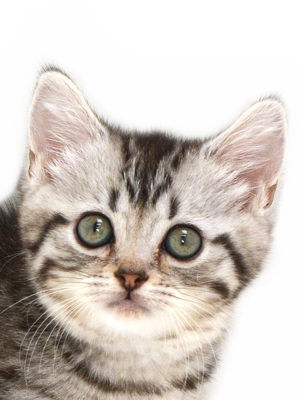 子猫,ペットショップ,キャットスタイル,動物プロダクション,ペットモデル,ペットタレント,モデル猫,タレント猫,マンチカン