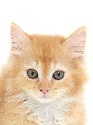 子猫,ペットショップ,キャットスタイル,動物プロダクション,ペットモデル,ペットタレント,モデル猫,タレント猫,マンチカン
