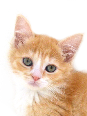 子猫,ペットショップ,キャットスタイル,動物プロダクション,ペットモデル,ペットタレント,モデル猫,タレント猫,マンチカン