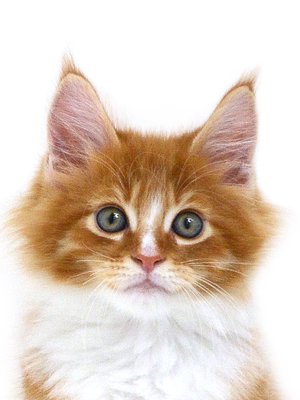 メインクーン 埼玉のペットモデル猫専門店ショップ Cat Style メインクーン 埼玉のペットモデル猫専門店ショップ Cat Style