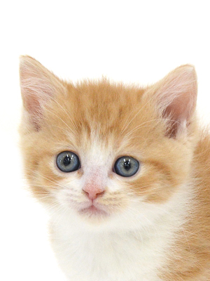 子猫,ペットショップ,動物プロダクション,ペットモデル,モデル猫,タレント猫,スコティッシュフォールド