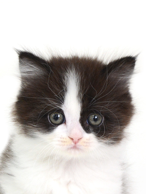 子猫,ペットショップ,動物プロダクション,ペットモデル,モデル猫,タレント猫,サイベリアン