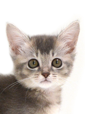 子猫,ペットショップ,動物プロダクション,ペットモデル,モデル猫,タレント猫,ソマリ