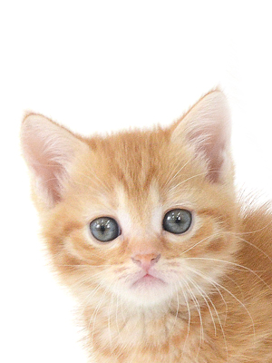 子猫,ペットショップ,動物プロダクション,ペットモデル,ペットタレント,モデル猫,タレント猫,マンチカン