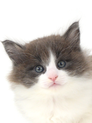 子猫,ペットショップ,動物プロダクション,ペットモデル,ペットタレント,モデル猫,タレント猫,ノルウェージャンフォレストキャット