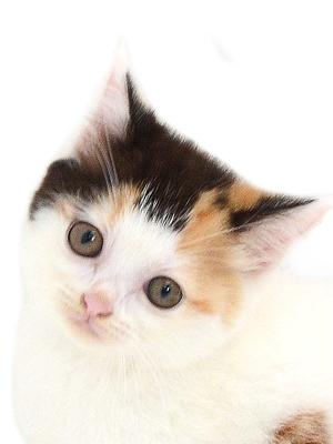 子猫,ペットショップ,動物プロダクション,ペットモデル,ペットタレント,モデル猫,タレント猫,スコティッシュフォールド