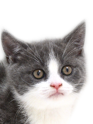 子猫,ペットショップ,キャットスタイル,動物プロダクション,ペットモデル,ペットタレント,モデル猫,タレント猫,ブリティッシュショートヘア