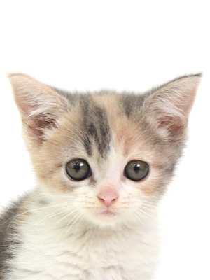 子猫,ペットショップ,動物プロダクション,ペットモデル,モデル猫,タレント猫,スコティッシュフォールド