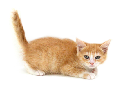 子猫,ペットショップ,キャットスタイル,動物プロダクション,ペットモデル,ペットタレント,モデル猫,タレント猫,マンチカン