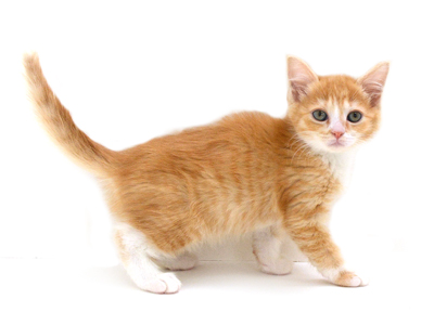 子猫,ペットショップ,キャットスタイル,動物プロダクション,ペットモデル,ペットタレント,モデル猫,タレント猫,マンチカン
