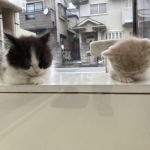 2頭の居眠り子猫