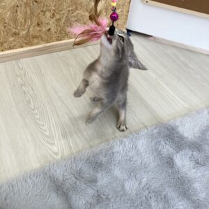 子猫,ペットショップ,動物プロダクション,ペットモデル,モデル猫,タレント猫,ソマリ