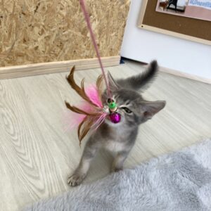 子猫,ペットショップ,動物プロダクション,ペットモデル,モデル猫,タレント猫,ソマリ