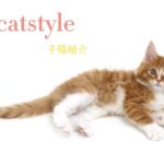 子猫,ペットショップ,キャットスタイル,動物プロダクション,ペットモデル,ペットタレント,モデル猫,タレント猫,マンチカン