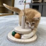 子猫,ペットショップ,キャットスタイル,動物プロダクション,ペットモデル,ペットタレント,モデル猫,タレント猫,マンチカン