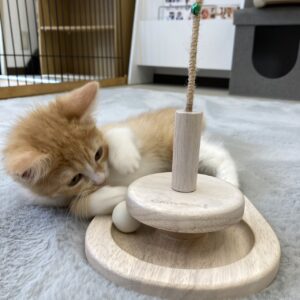 子猫,ペットショップ,キャットスタイル,動物プロダクション,ペットモデル,ペットタレント,モデル猫,タレント猫,マンチカン