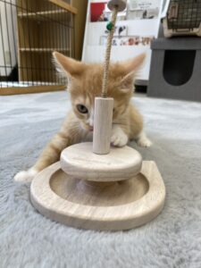 子猫,ペットショップ,キャットスタイル,動物プロダクション,ペットモデル,ペットタレント,モデル猫,タレント猫,マンチカン