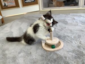 子猫,ペットショップ,動物プロダクション,ペットモデル,モデル猫,タレント猫,サイベリアン