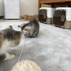 子猫,ペットショップ,キャットスタイル,動物プロダクション,ペットモデル,ペットタレント,モデル猫,タレント猫,マンチカン,スコティッシュフォールド