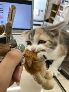 子猫,ペットショップ,動物プロダクション,ペットモデル,モデル猫,タレント猫,スコティッシュフォールド