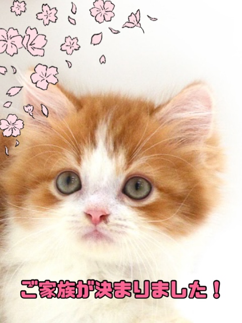 子猫,ペットショップ,キャットスタイル,動物プロダクション,ペットモデル,ペットタレント,モデル猫,タレント猫,マンチカン