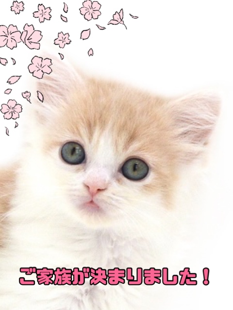 子猫,ペットショップ,キャットスタイル,動物プロダクション,ペットモデル,ペットタレント,モデル猫,タレント猫,マンチカン