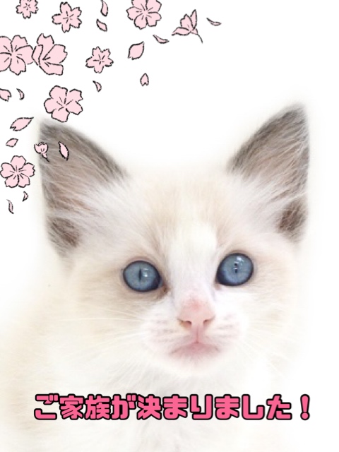 子猫,ペットショップ,キャットスタイル,動物プロダクション,ペットモデル,ペットタレント,モデル猫,タレント猫,ラグドール