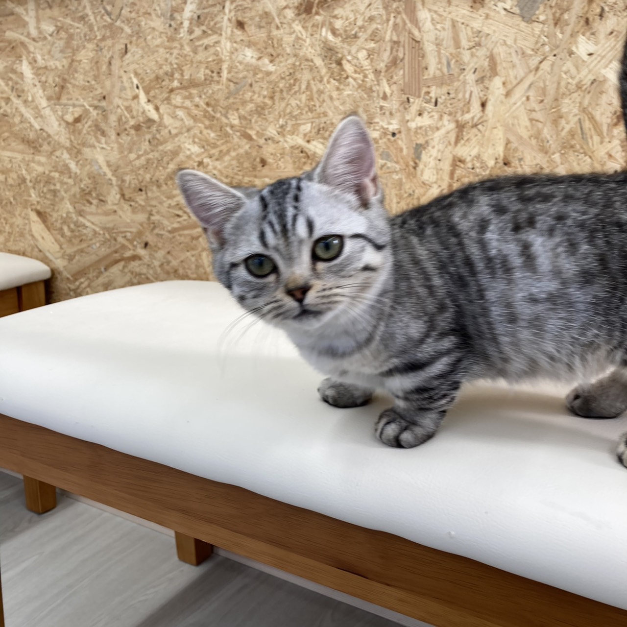 ベレーを被ったお座り猫（シルバータビー） 🐶わんにゃん幼稚園🐱】 #ラガマフィン#シルバータビー