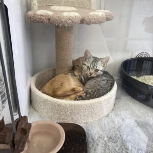 子猫,ペットショップ,動物プロダクション,ペットモデル,ペットタレント,モデル猫,タレント猫,マンチカン