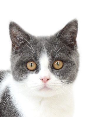 子猫,ペットショップ,動物プロダクション,ペットモデル,ペットタレント,モデル猫,タレント猫,ブリティッシュショートヘア