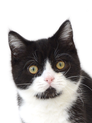 子猫,ペットショップ,キャットスタイル,動物プロダクション,ペットモデル,ペットタレント,モデル猫,タレント猫,MIX猫