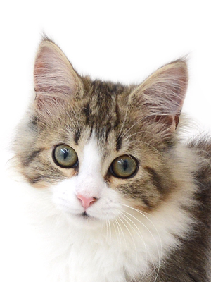 子猫,ペットショップ,動物プロダクション,ペットモデル,モデル猫,タレント猫,ノルウェージャンフォレストキャット