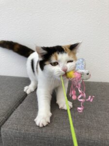 子猫,ペットショップ,動物プロダクション,ペットモデル,モデル猫,タレント猫,スコティッシュフォールド