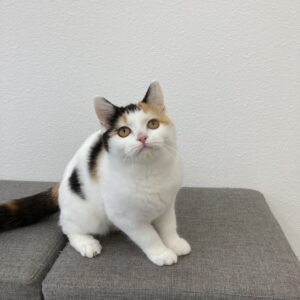 子猫,ペットショップ,動物プロダクション,ペットモデル,モデル猫,タレント猫,スコティッシュフォールド