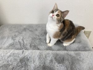 子猫,ペットショップ,動物プロダクション,ペットモデル,モデル猫,タレント猫,スコティッシュフォールド