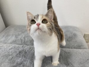 子猫,ペットショップ,動物プロダクション,ペットモデル,モデル猫,タレント猫,スコティッシュフォールド