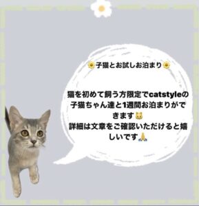 子猫,ペットショップ,動物プロダクション,ペットモデル,モデル猫,タレント猫,スコティッシュフォールド