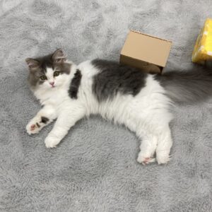 子猫,ペットショップ,動物プロダクション,ペットモデル,モデル猫,タレント猫,ラガマフィン