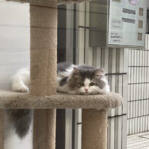 子猫,ペットショップ,動物プロダクション,ペットモデル,モデル猫,タレント猫,ラガマフィン