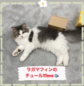 子猫,ペットショップ,動物プロダクション,ペットモデル,モデル猫,タレント猫,ラガマフィン