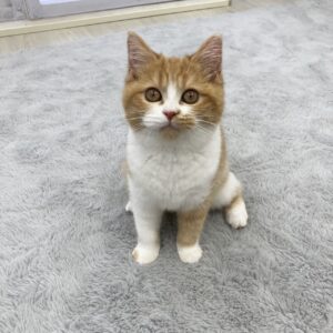 子猫,ペットショップ,動物プロダクション,ペットモデル,モデル猫,タレント猫,スコティッシュフォールド