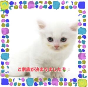 子猫,ペットショップ,動物プロダクション,ペットモデル,モデル猫,タレント猫,スコティッシュフォールド