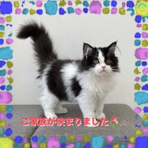 子猫,ペットショップ,動物プロダクション,ペットモデル,モデル猫,タレント猫,サイベリアン