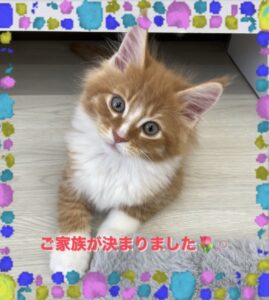 子猫,ペットショップ,キャットスタイル,動物プロダクション,ペットモデル,ペットタレント,モデル猫,タレント猫,マンチカン