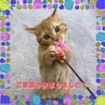 子猫,ペットショップ,動物プロダクション,ペットモデル,ペットタレント,モデル猫,タレント猫,マンチカン