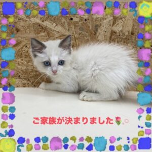 子猫,ペットショップ,動物プロダクション,ペットモデル,ペットタレント,モデル猫,タレント猫,マンチカン