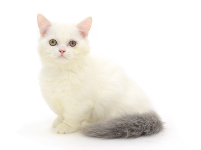 マンチカン 子猫専門のペットショップならペットモデルを迎えられる埼玉の Cat Style キャットスタイル